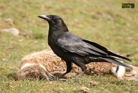 Corneja Negra (Corvus corone)