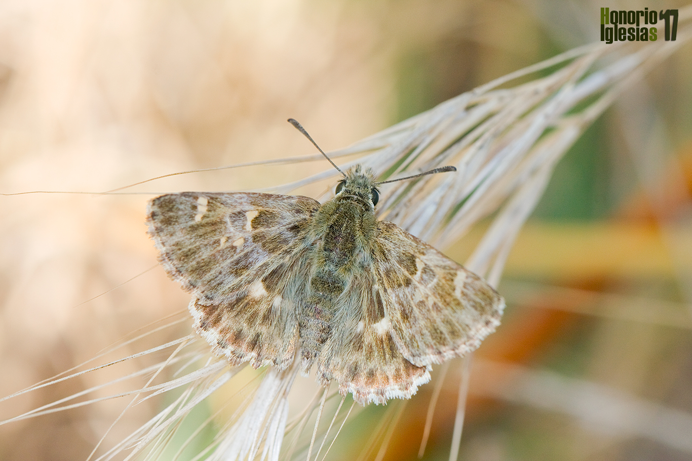 Ejemplar de mariposa piquitos del marrubio o piquitos (Carcharodus baeticus) mostrando el anverso alar, descansando sobre una gramínea.