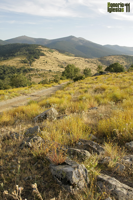 El eslizón tridáctilo (Chalcides striatus) no parece que tenga un gran área de distribución dentro de Los Montes de Valsaín, pero allí donde lo hemos encontrado parece abundante, como en el caso de la ladera sur del Cerro de Matabueyes.
