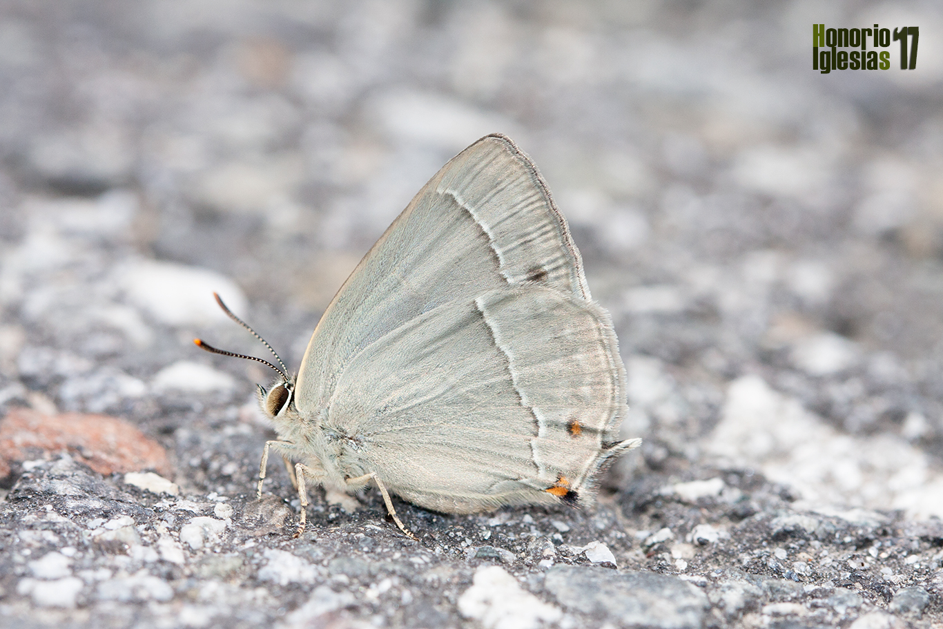 Macho de mariposa nazarena (Favonius quercus) recién metamorfoseada sobre el asfalto de una pista de los montes de Valsaín en ambiente de robledal de melojo (Quercus pyrenaica)