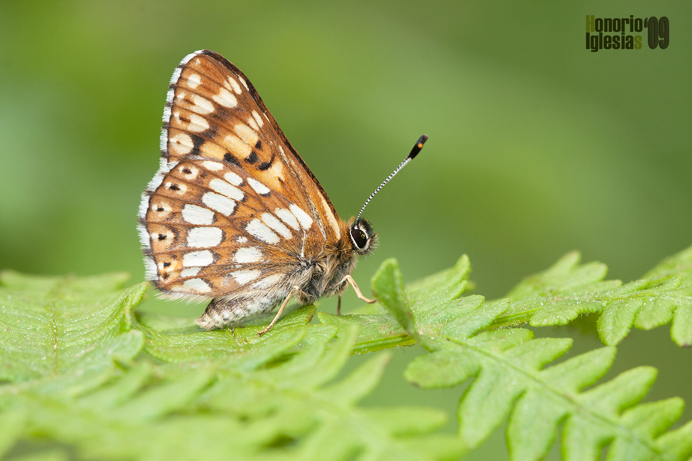 Macho de mariposa lucina o perico (Hamearis lucina) de la población de los montes de Valsaín antaño mucho más numerosa a tenor de los ejemplares en colecciones. 