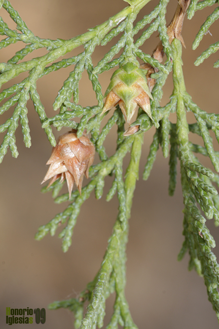 Sabina albar, enebro (Juniperus thurifera)