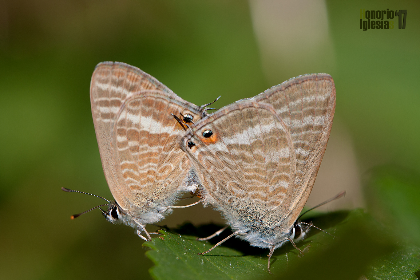Cópula de mariposas estriada canela (Lampides boeticus) .