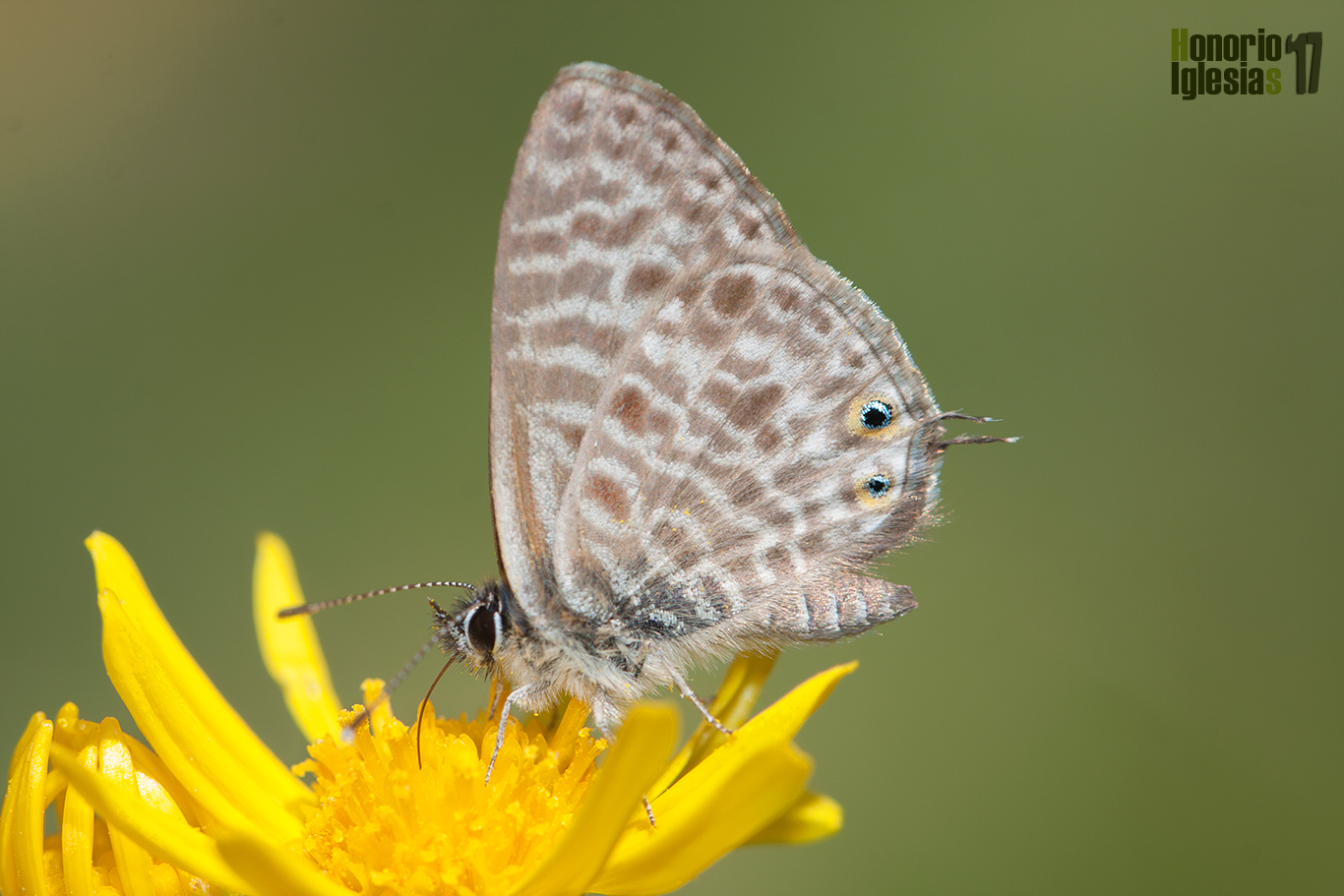 Ejemplar de mariposa estriada gris (Leptotes pirithous), libando sobre las flores de un Azuzón (Senecio pyrenaicus)