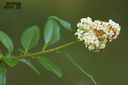Aligustre, alheña (Ligustrum vulgare)