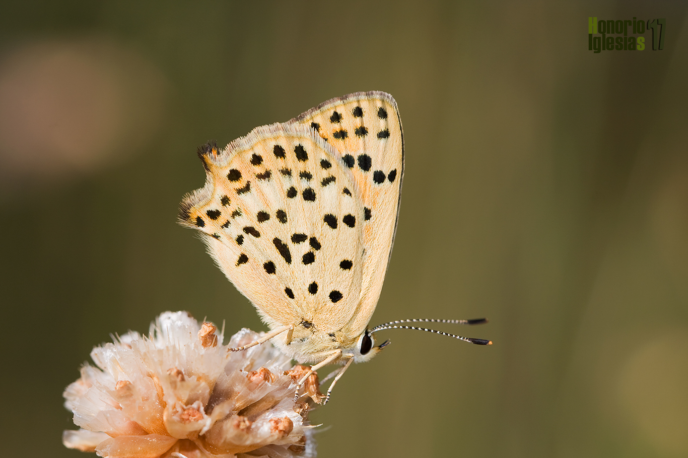 Reverso alar de la mariposa manto ibérico o manto oscuro ibérico (Lycaena bleusei) 