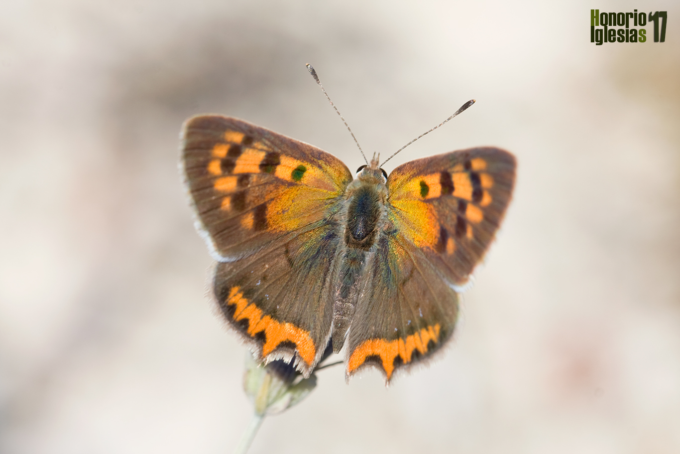 Ejemplar de mariposa manto común o bicolor  (Lycaena phlaeas) , una de las mariposas más comunes de la Sierra de Guadarrama, con varias generaciones que aguantan desde primeros de Abril hasta finales de Octubre.
