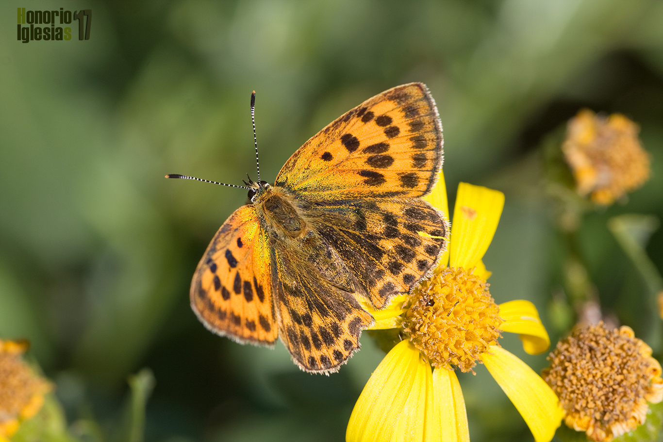 Hembra de mariposa manto de oro (Lycaena virgaureae) mostrando su anverso alar.