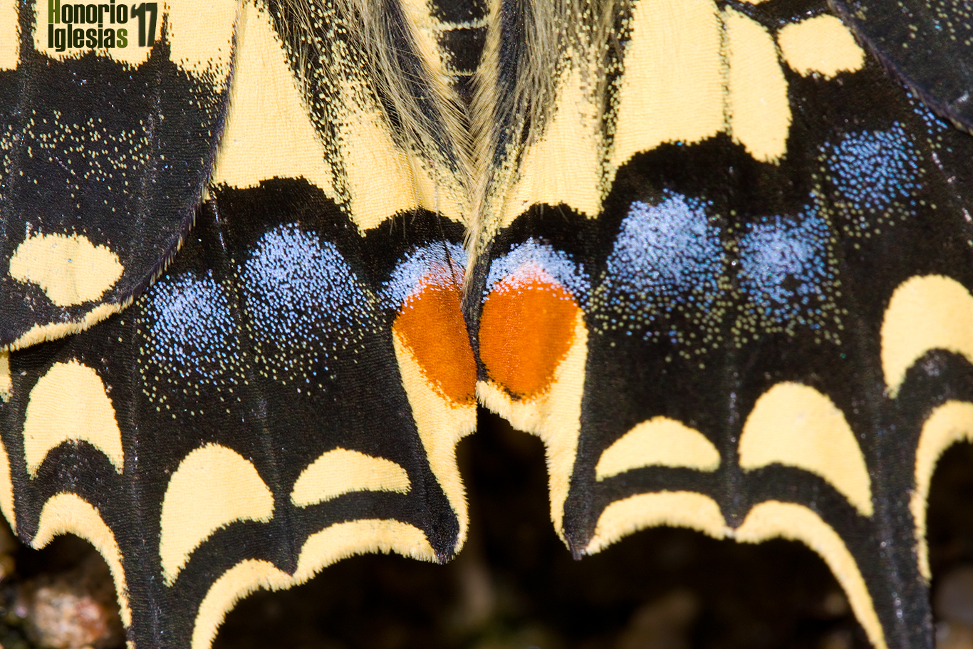 Detalle de los ocelos de la  mariposa macaon (Papilio machaon )
