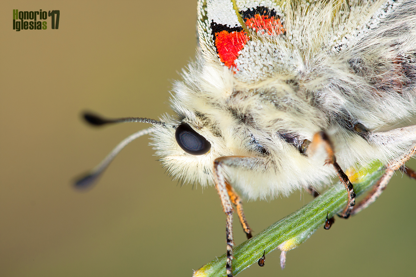Detalle de un ejemplar de mariposa apolo (Parnassius apollo) en el que se pueden observar las escamas que recubren su cuerpo