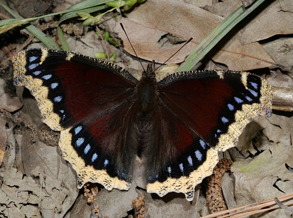 Ejemplar de mariposa antiopa o antíope (Nymphalis antíopa) , mostrando su anverso alar, fotografía de Patrick Coin bajo Licencia Creative commons