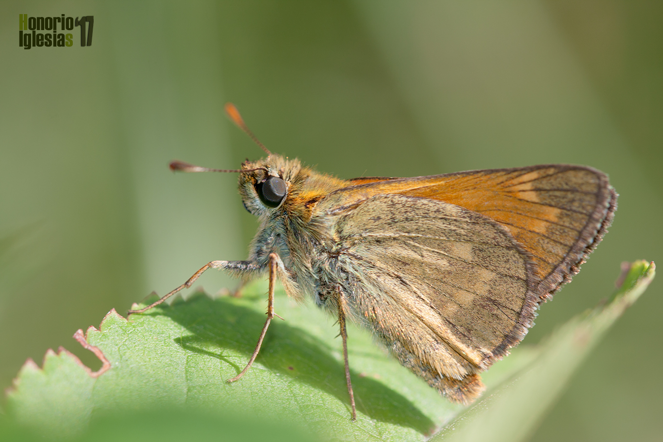 Ejemplar de mariposa dorada difusa o dorada orla ancha (Ochlodes sylvanus) mostrando el reverso alar.