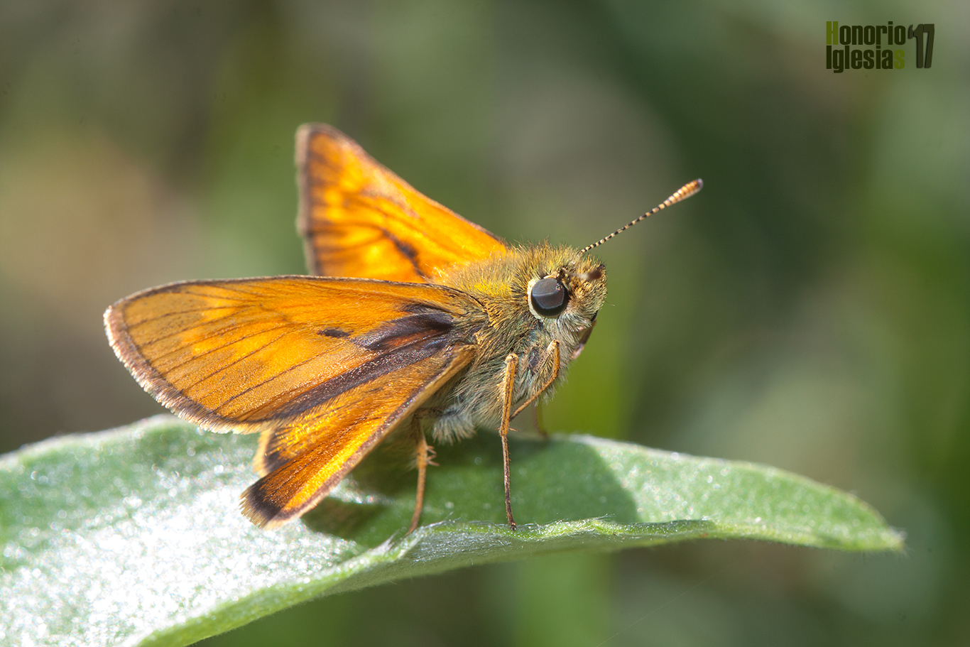 Ejemplar de mariposa dorada difusa o dorada orla ancha (Ochlodes sylvanus) tomando el sol sobre la hoja de una jara.