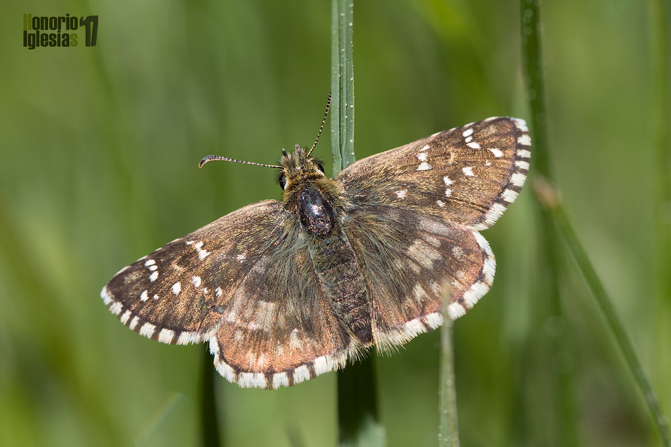 Ejemplar de una mariposa ajedrezada verdosa (Pyrgus serratulae) una mariposa poco común en los montes de Valsaín que se puede encontrar en los prados húmedos y floridos de la zona baja del pinar.