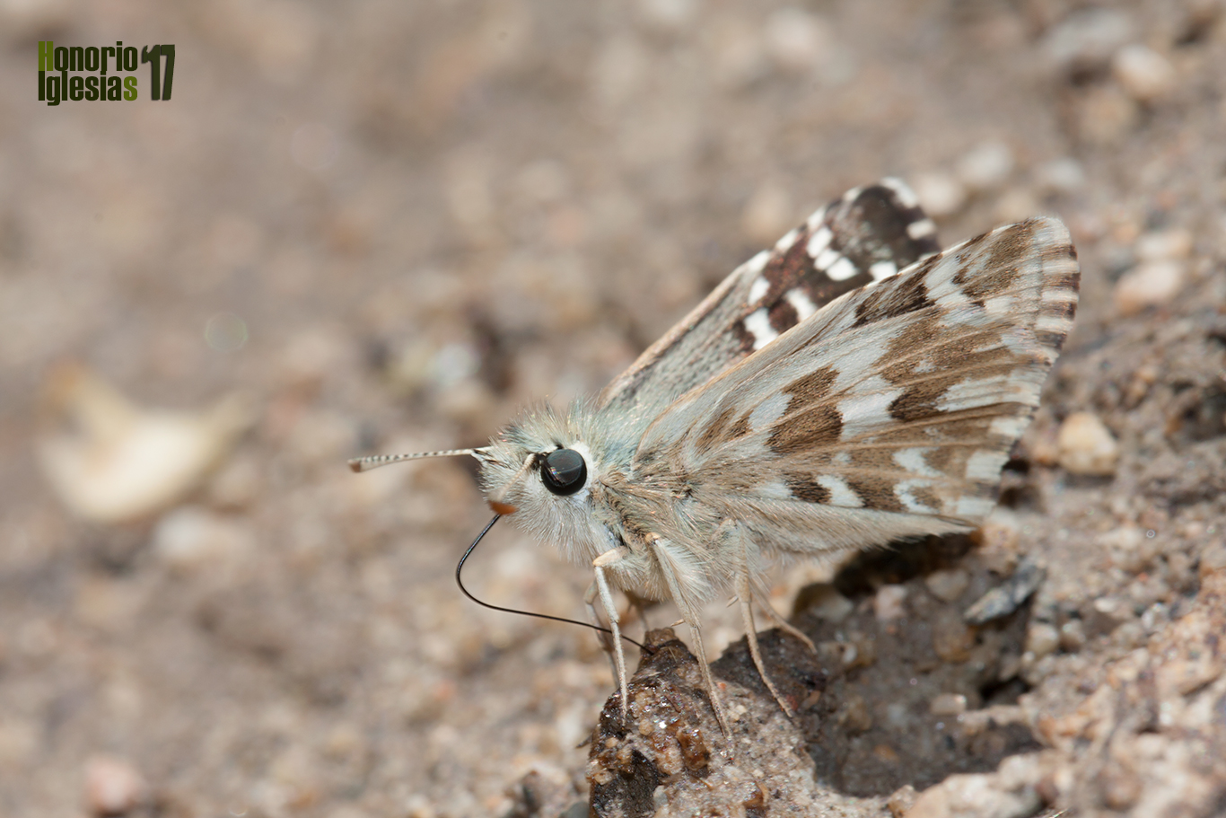 Ejemplar de mariposa ajedrezada menor (Pyrgus malvoides) libando agua y sales minerales de un charco, mostrando su reverso alar.