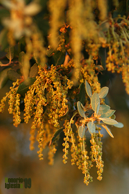 Encina, carrasca (Quercus ilex)
