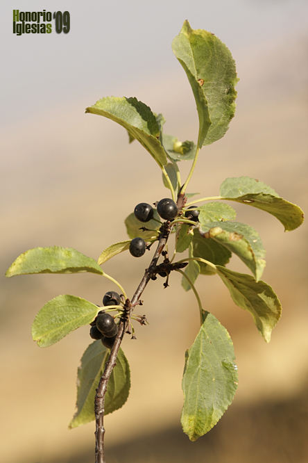 Espino cerval, cambrón, espino negro (Rhamnus catharticus))