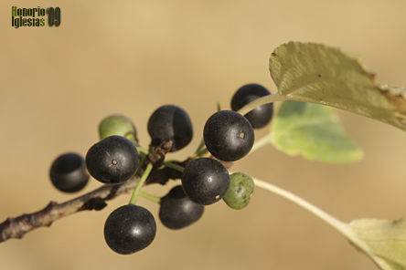 Espino cerval, cambrón, espino negro (Rhamnus catharticus)