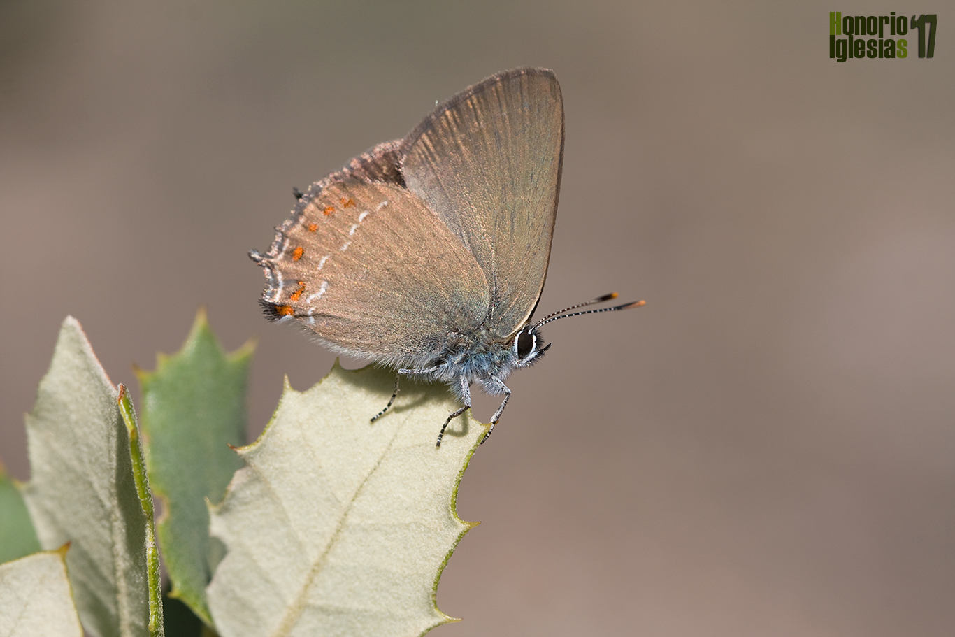 Ejemplar de mariposa rabicorta de la coscoja o querquera (Satyrium esculi) , sobre la hoja de una encina., una de las plantas nutriicas, de la que además no suele alejarse mucho.