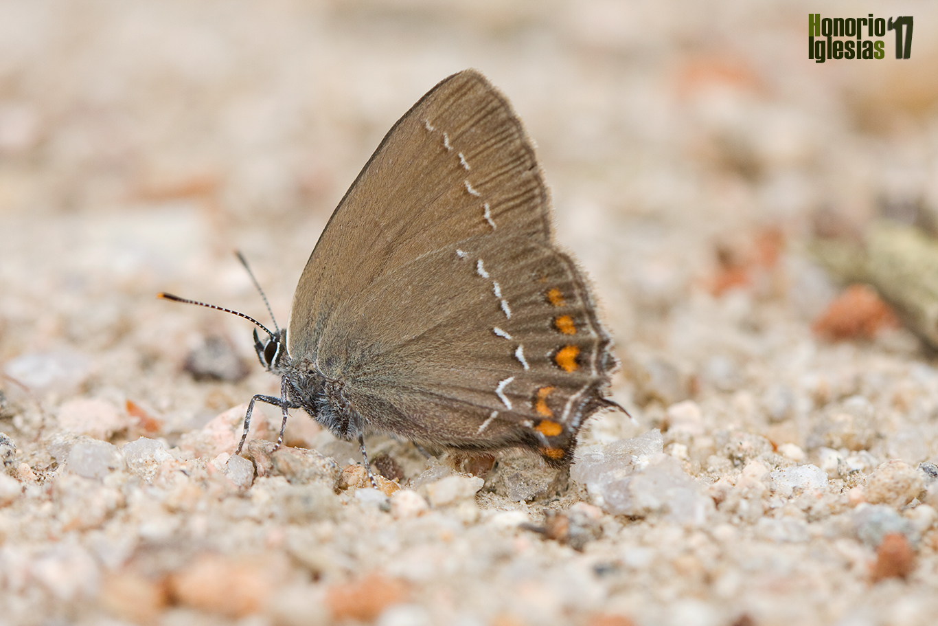 Reverso alar de mariposa rabicorta del roble o querquera serrana (Satyrium ilicis) sobre las arenas silíceas de un camino del Real de San Ildefonso.
