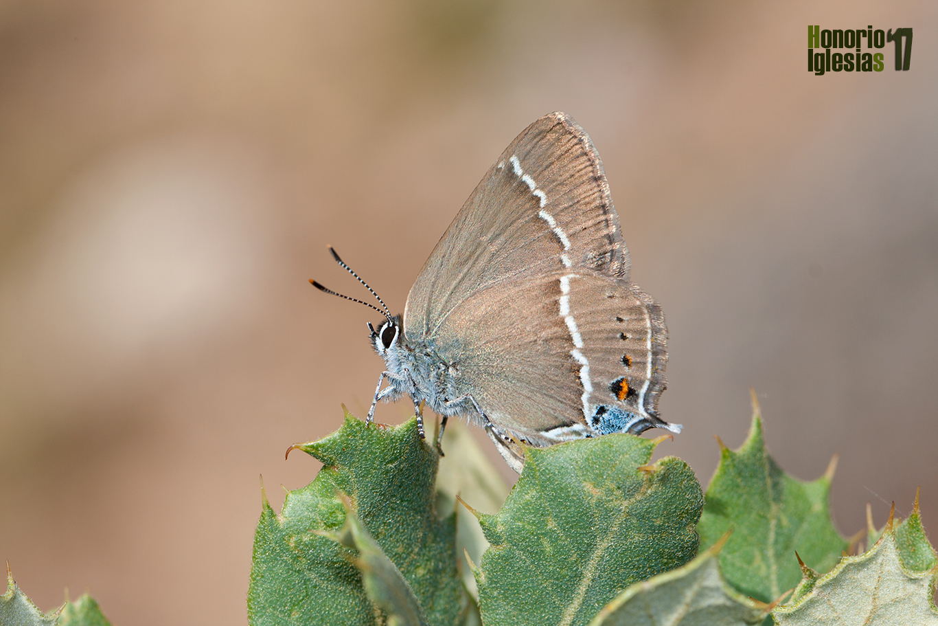 Ejemplar de mariposa rabicorta de mancha azul o mancha azul (Satyrium spini) sobre encina (Quercus ilex).