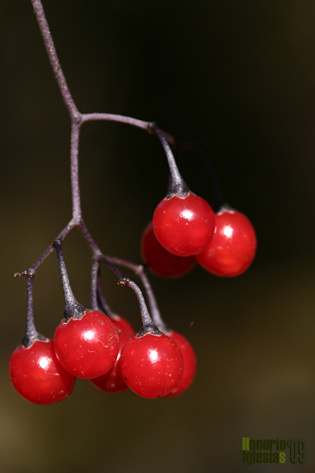 Dulciamarga, dulcamara, uva del diablo (Solanum dulcamara)