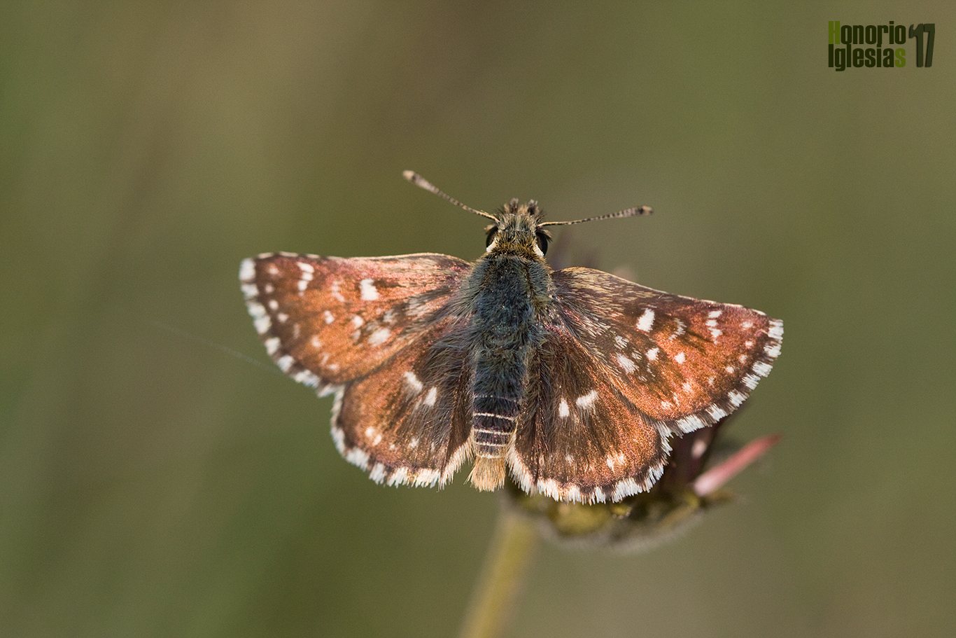 Ejemplar de mariposa sertorio (Spialia sertorius) mostrando su anverso alar de un color rojizo muy característico.