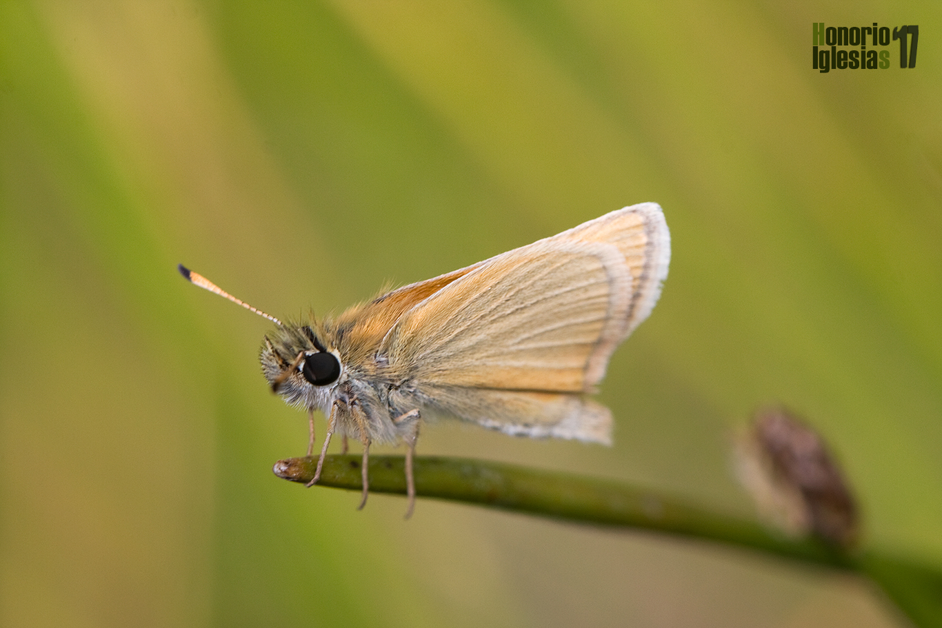 Ejemplar de mariposa dorada puntas negras o dorada línea corta (Thymelicus lineola) , mostrando su reverso alar.