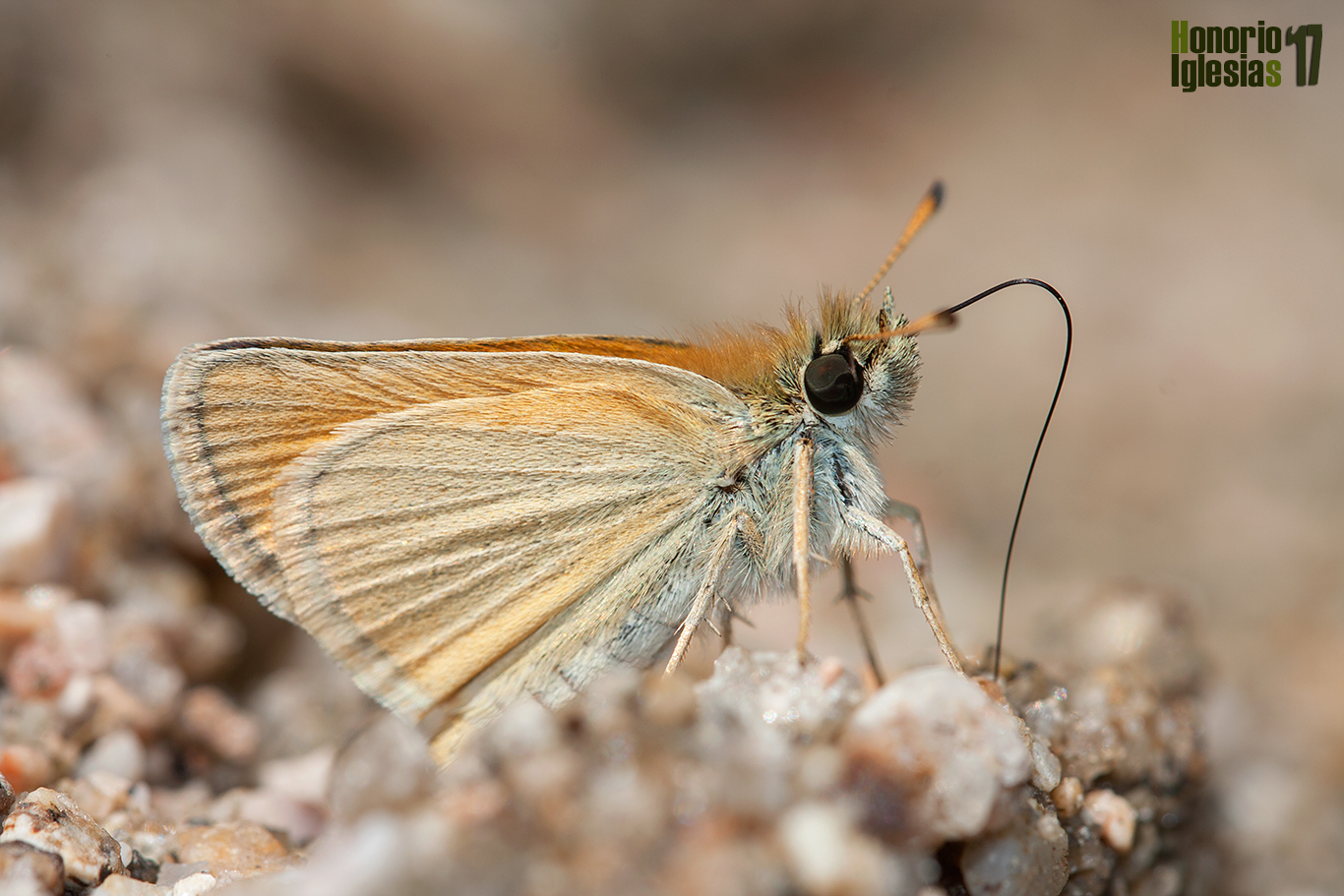 jemplar de mariposa dorada puntas negras o dorada línea corta (Thymelicus lineola) , libando las sales del borde de un arroyo serrano.