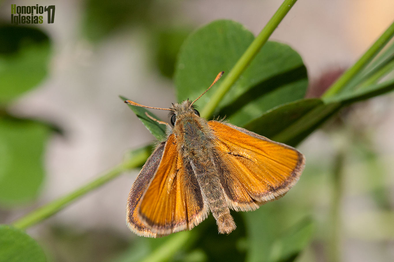 Ejemplar macho de mariposa dorada puntas claras o dorada línea larga (Thymelicus sylvestris), mostrando su reverso alar y con él sus largas androconias que le dan el nombre común.