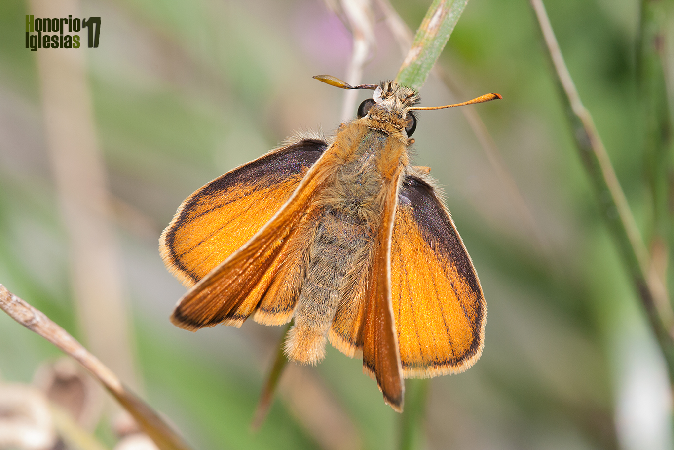 Ejemplar de mariposa dorada puntas claras o dorada línea larga (Thymelicus sylvestris)