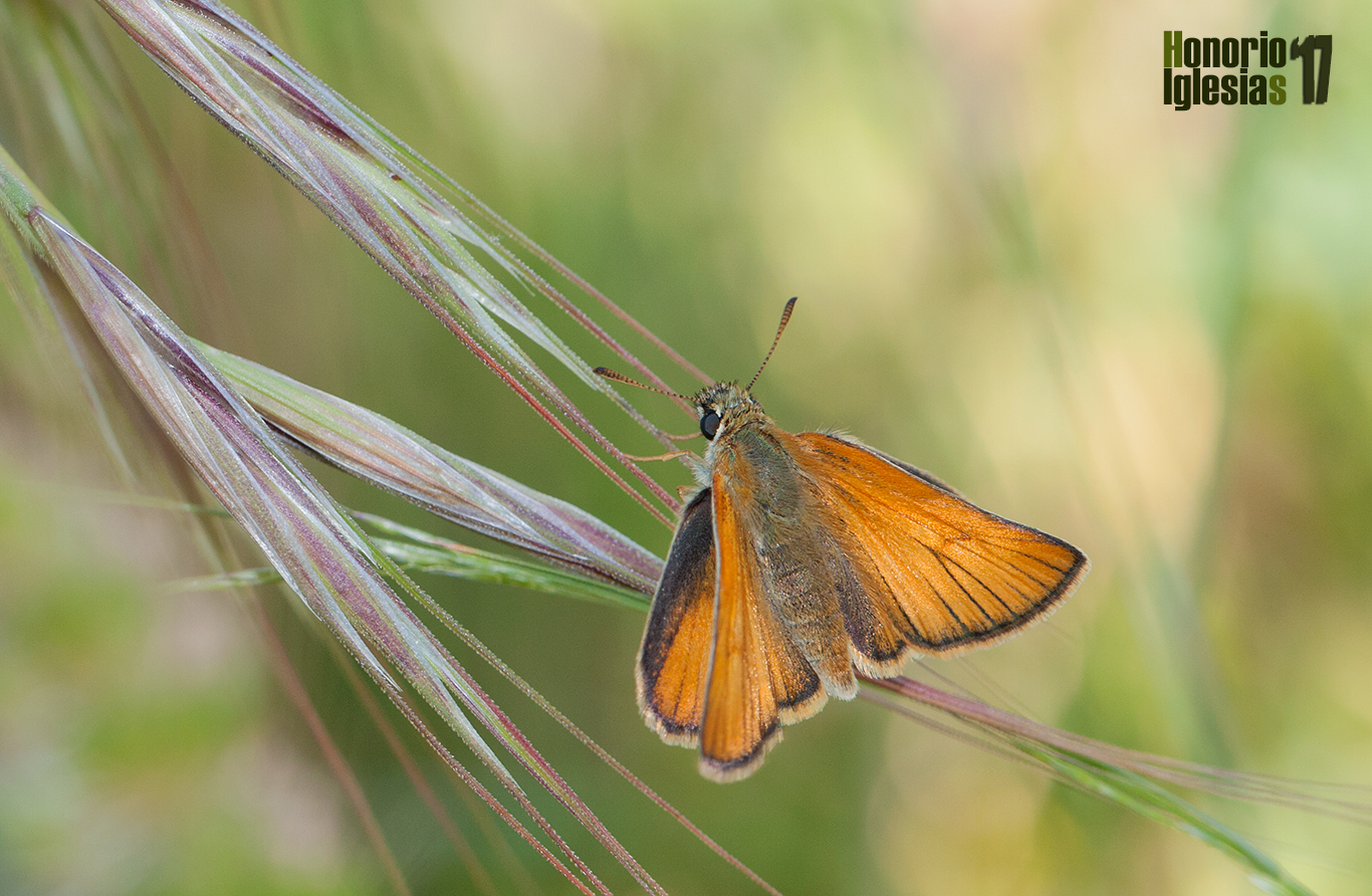 Ejemplar de mariposa dorada puntas claras o dorada línea larga (Thymelicus sylvestris) tomando los primeros rayos de sol sobre una gramínea.