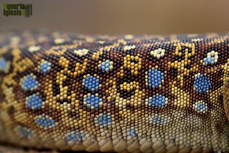 Detalle de diseño y coloración de un ejamplar subadulto de lagarto ocelado (Timon lepidus). Los sorprendentes colores y las escamas circulares de los flancos hacen de esta especie, sin duda, una de las más impresionantes de nuestra fauna