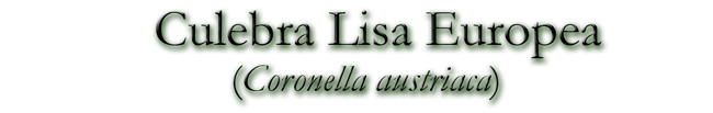 Culebra Lisa Europea (Coronella austriaca)