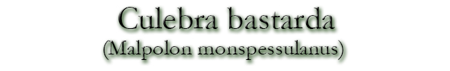 Culebra bastarda (Malpolon monspessulanus)