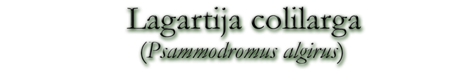 Lagartija colilarga (Psammodromus algirus)