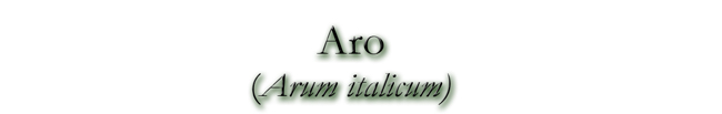 Aro (Arum italicum)