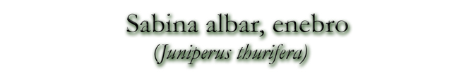 Sabina albar, enebro (Juniperus thurifera)
