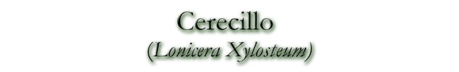 Cerecillo (Lonicera Xylosteum)