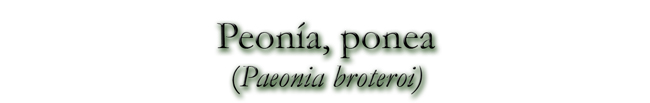 Peonía, ponea (Paeonia broteroi)