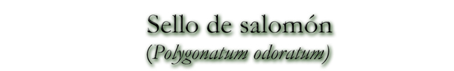 Sello de salomón (Polygonatum odoratum)