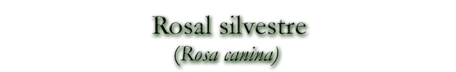 Rosal silvestre (Rosa canina)
