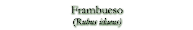 Frambueso (Rubus idaeus)