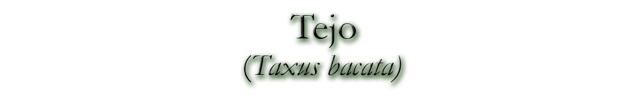 Tejo (Taxus bacata)