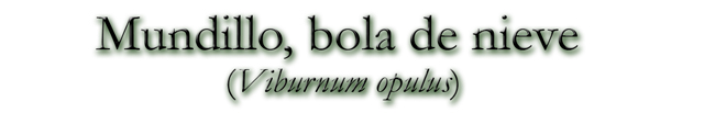Mundillo, bola de nieve (Viburnum opulus)