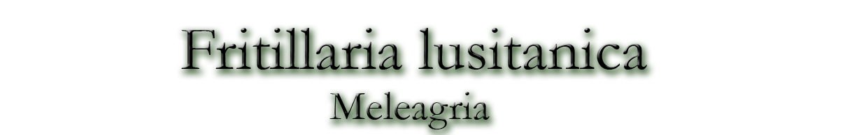 Fritillaria lusitanica (Meleagria)