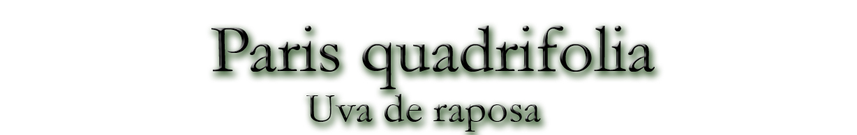 Paris quadrifolia (Uva de raposa)