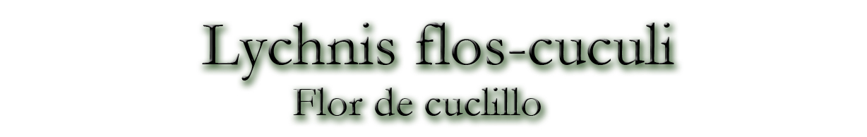 Lychnis flos-cuculi (Flor de cuclillo)