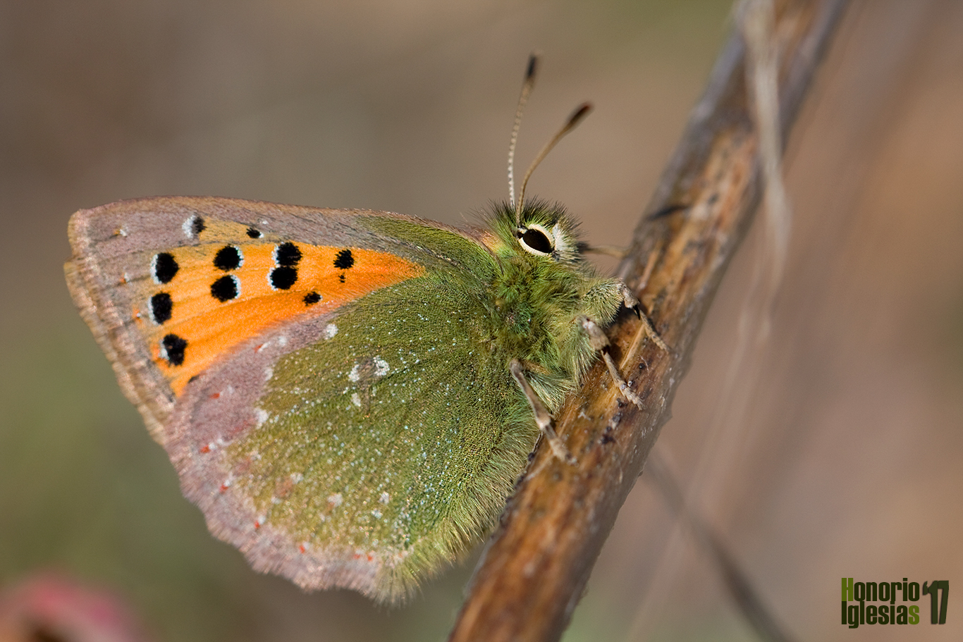 Ejemplar de mariposa cardenillo (Tomares ballus), una mariposa muy tempranera que, en la Sierra de Guadarrama, puede verse volando incluso a finales de Marzo.