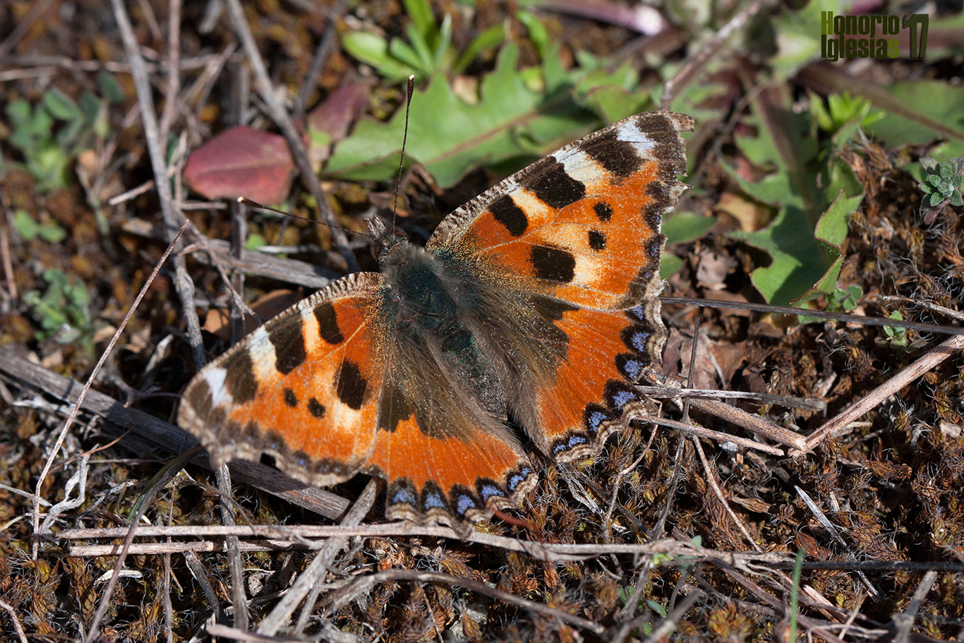 Ejemplar de mariposa ortiguera (Aglais urticae) a principio de la primavera, se trata de un ejemplar que ha pasado todo el invierno como adulto.